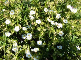 Cistus monspeliensis